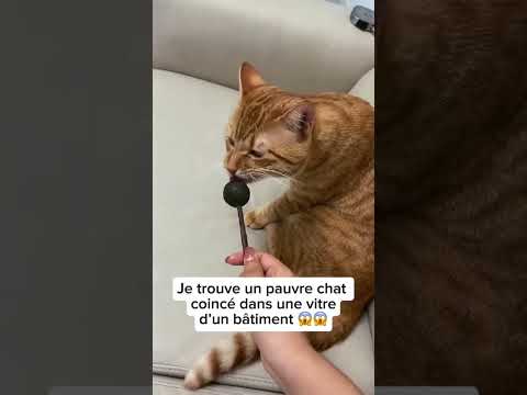 Je trouve ce chat coincé depuis des semaines dans la vitre d’un immeuble 😱😱 #animaux #saveanimals