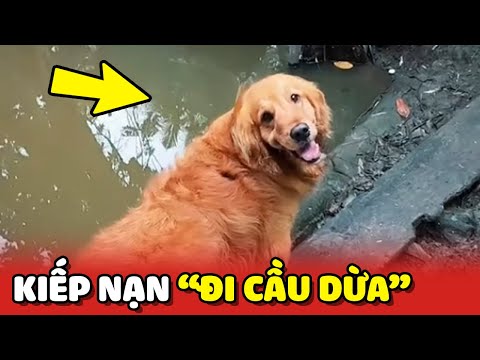 Chú Chó thành thị và kiếp nạn tập đi qua cầu dừa ở quê 😂