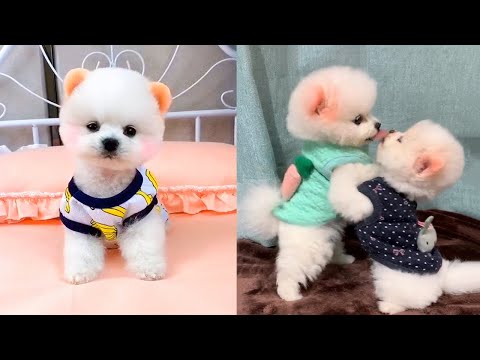 Cute and Funny Pomeranian Videos 128 #Shorts
