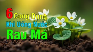 6 Lợi Ích Khi Uống Nước Rau Má Trong 7 Ngày