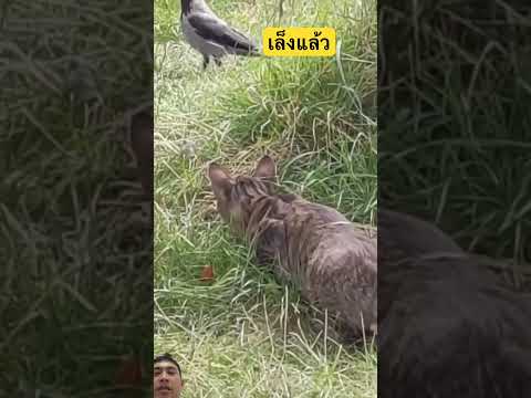 พลซุ่มยิง #animals #cat #ทาสแมว #แมวส้ม #แมวตลก #แมวจร #cutecat