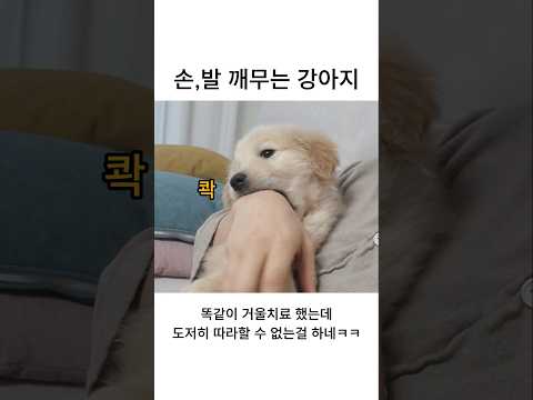 손, 발 깨무는 강아지 거울치료 해봤는데ㅜ