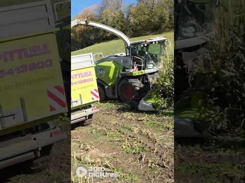 Maisernte extrem am Hang beim Lohnunternehmen Pittl aus Österreich #agropictures #shorts #maisernte
