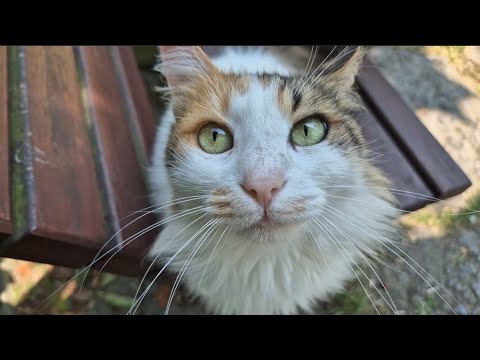 Incredibly cute cat with charming green eyes.