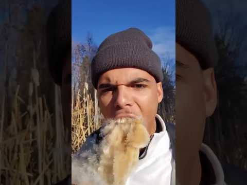 Cattail Eating 😱 #shorts
