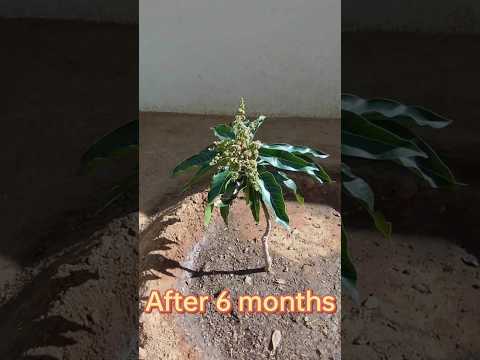 Grafting hack no. 7 mango plant Grafting