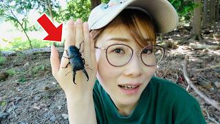 日本最大のヒラタと言われているツシマヒラタを狙ってほぼ寝ずに採集してきた#昆虫採集 