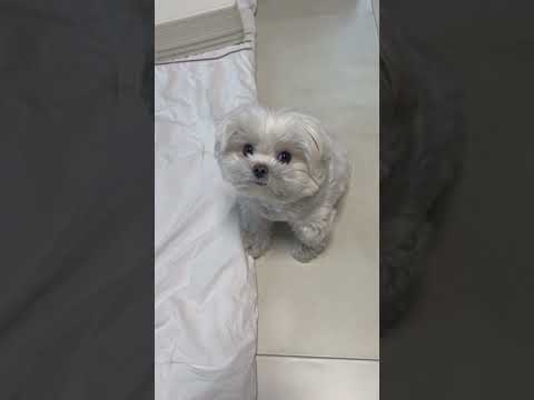 강아지 앞에서 춤을 췄더니..
