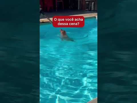 Essa cena levanta uma questão importante: nem todo cachorro sabe nadar instintivamente.