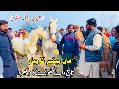 Horse mandi aminpur bangla | nukra vachera for sale in aminpur bangla mandi faisalabad | shok nawabi