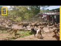Understanding Dog Rescue Efforts