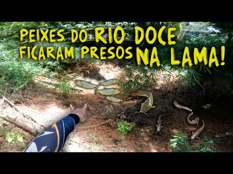 ESSES PEIXES FICARAM PRESOS SEM NINGUÉM PARA SALVA-LOS!