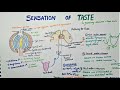 Taste Sensation and Papillae Types