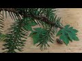 Tree Identification and Characteristics