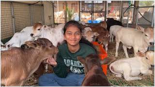 Nadipathy Cattle 1 - 2  Feet Height | Dr. P. Krishnam Raju | #cow #pal #wow #lol #now #vid #fyp #yt