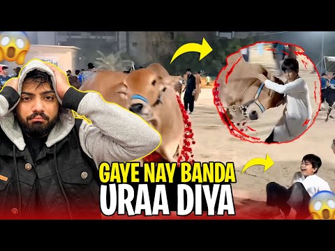 Humari Gaye nay bachay ko takar mardi Bohat buri | Bhagam Bhaag mach gayi 😱 | ZARAIB
