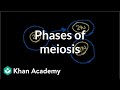 Exploring the Phases of Meiosis