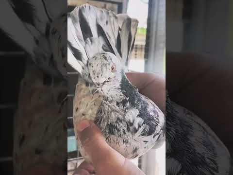 #pigeon #birds