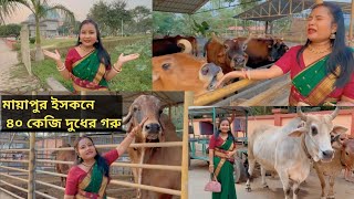 মায়াপুর ইসকন গোসালায় দিনে ৪০ লিটার দুধের গরুও আছে😱😱