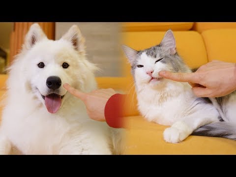 강아지와 고양이를 '콕콕' 찔러봤어요