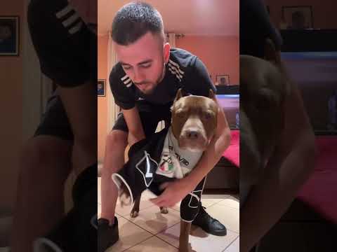 JACK RUSSEL VS PITBULL