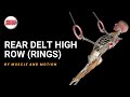 Understanding Rear Delt High Row Exercise