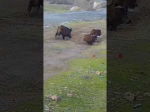 Fully shots