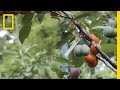 Tree of 40 Fruit Project Insights