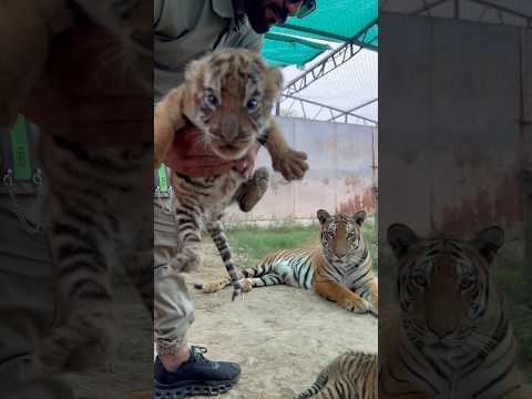 Episode 904: Naughty little tiger angry with mom ❤️🐯😍