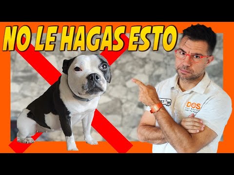 ANSIEDAD POR SEPARACIÓN EN PERROS (Evita estos errores ❌) Educación Canina 🐾