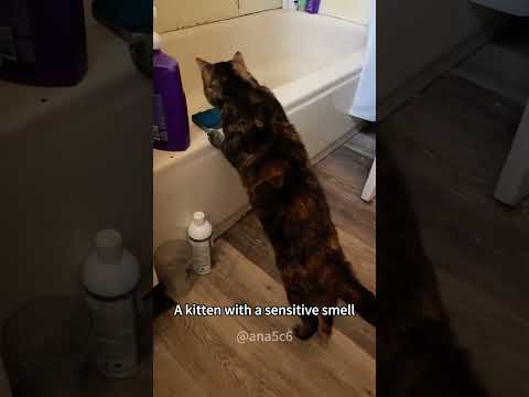 🤣🤣#cats #funnycats #funny #funnucats #funnyanimals #funnyanimals #pets