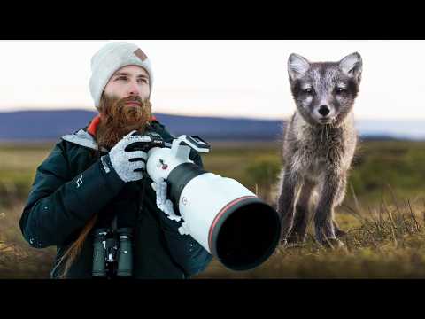 FOTOGRAFÍA DE NATURALEZA: Buscando al ZORRO ÁRTICO