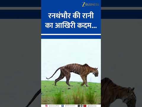 Farewell, Queen Rani: A Tigress Who Ruled the Wild