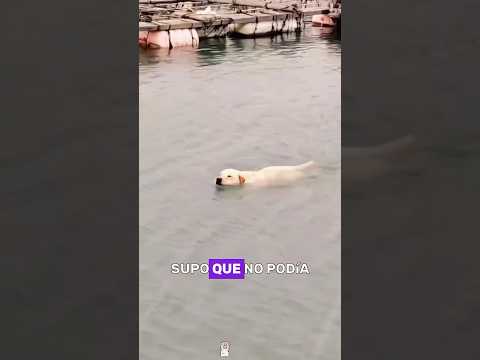 Have you ever seen a dog living on the sea? #animals #Friendship #Us#dog