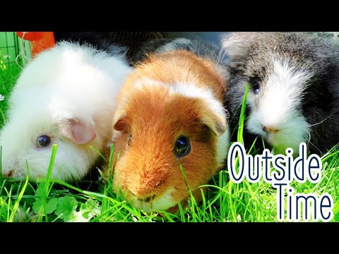 Guinea Pigs Go Outside! | 1st Time Outside in the New House
