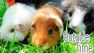 Guinea Pigs Go Outside! | 1st Time Outside in the New House