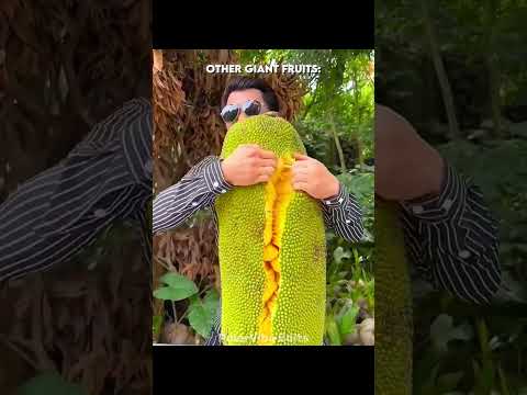 This Giant Fruit🤯