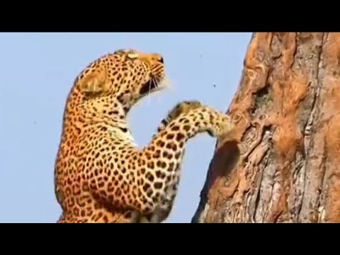 "Leafy Lurkers: Leopards & Jaguars' Stealthy Tree Attacks"