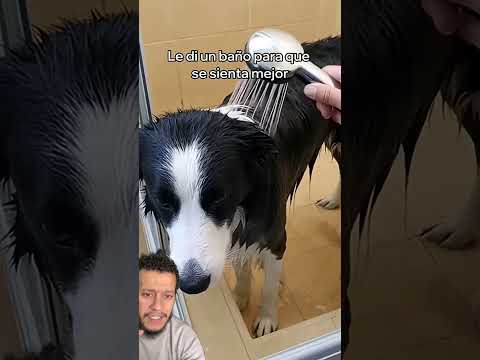 #perro The man chased the dog away, but what happened?