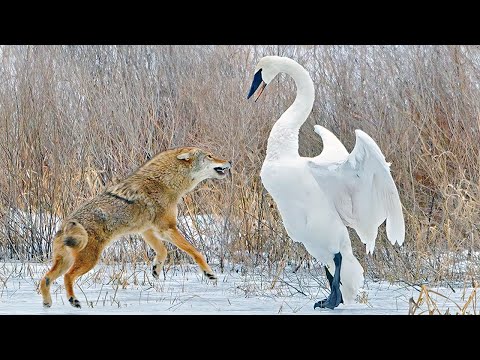 КОЙОТ — Бесстрашие ВОЛКА и Хитрость ЛИСЫ! Агрессивный БАНДИТ-одиночка!