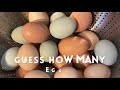 Understanding Chickens and Oviparous Animals