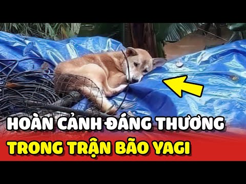 Hoàn cảnh đáng thương của các bé Chó Mèo trong trận bão Yagi 😢