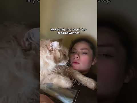 Living with a clingy cat!🥰