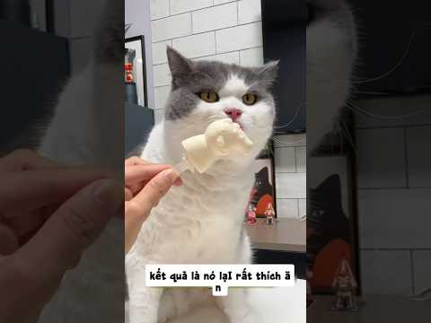 Kem mèo