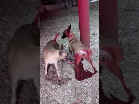 coworkers to encourage the dog 24