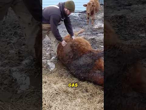 How Do They Save a Cow from Bloating?