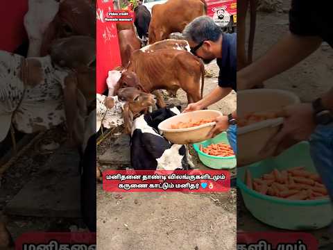 மனிதனை தாண்டி விலங்குகளிடமும் கருணை காட்டும் மனிதர் 🩵 🥹 humanity #animals #help #shorts