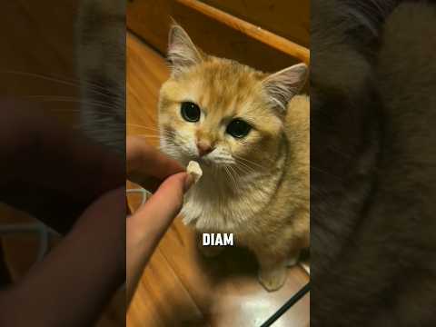 Selera yang Hilang dalam Diam😿😭