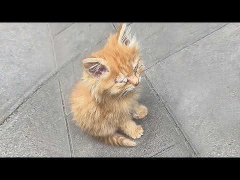 Stray kitten's eyes are sealed with discharge,it can't see anything,sitting alone waiting for death