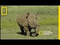 Conservation Efforts for Black Rhinos